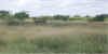 10.Huichache savanna 2.jpg (251962 bytes)