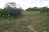 11.Prosopis Motte_Grove.jpg (478287 bytes)