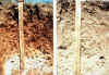 5. Soil Profile (argillic +_-).jpg (148152 bytes)