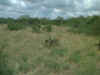 8.copita uplands.jpg (85033 bytes)