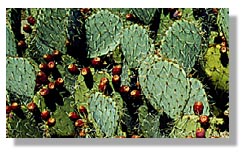 Prickly Pear cactus
