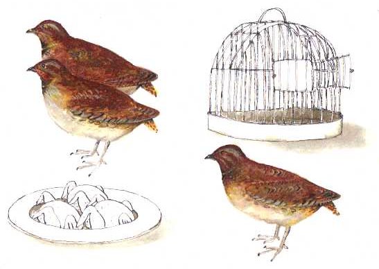 Kwartels, illustration by Anja Piek�