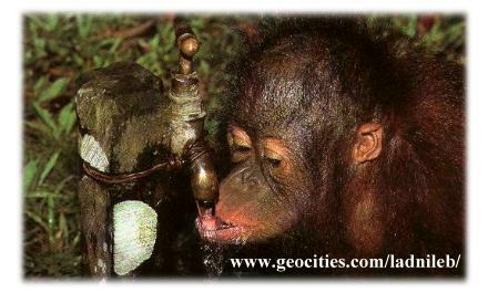 . . . an infant orang-utan . . .