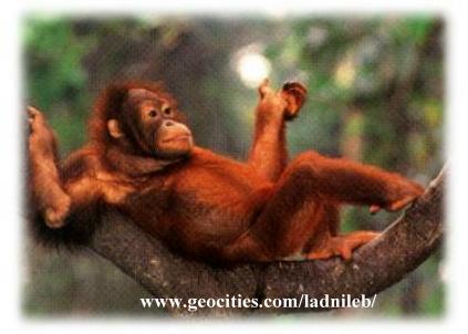 . . . Pongo pygmaeus . . .