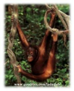 . . . Orang Utan - Pongo pygmaeus . . .