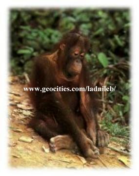 . . . Orang Utan - Pongo pygmaeus . . .