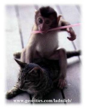 . . . baby Macaque . . .