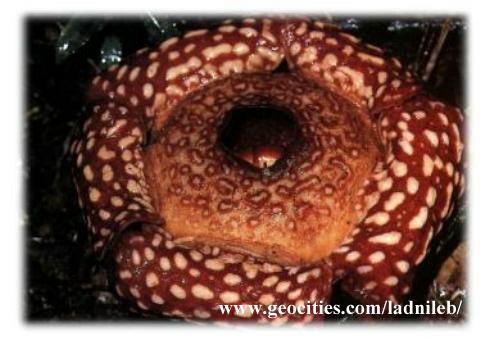 . . . Rafflesia pricei . . .