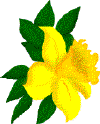 f-DaffodilMedium.gif - 3629 Bytes