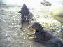 Kim's dogs