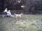 Larger image