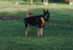 Ceasar and Molly