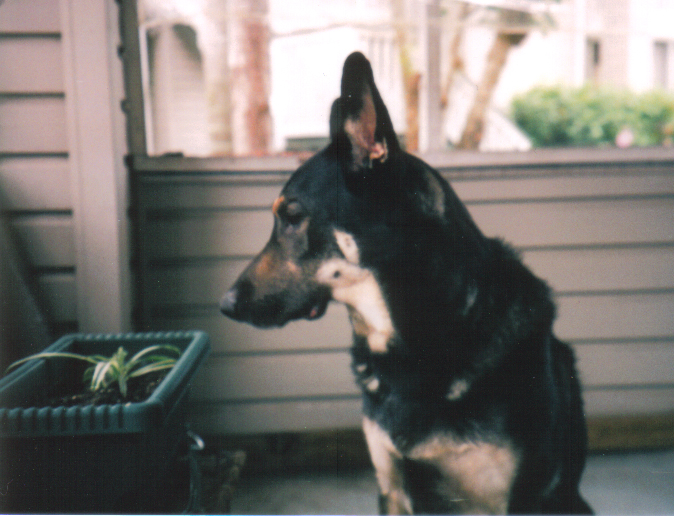 to Happy Tails Slide show