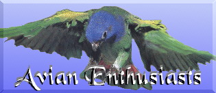 Avian Enthusiasts
Logo