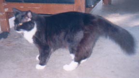Image of midnight.jpg