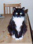 Image of midnight1.jpg