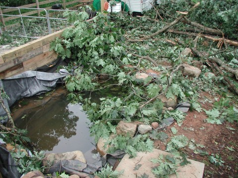 pond_d
