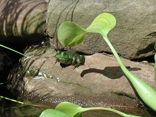 senior froggie