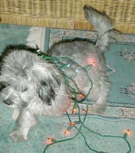 Christmas Lights