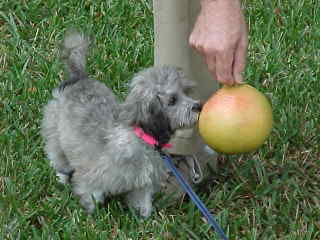 Grapefruit