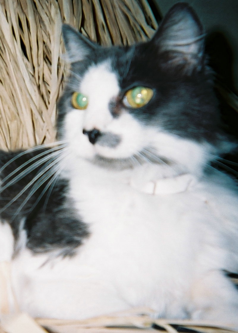 Our Pets, Present and Past