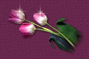 small tulips