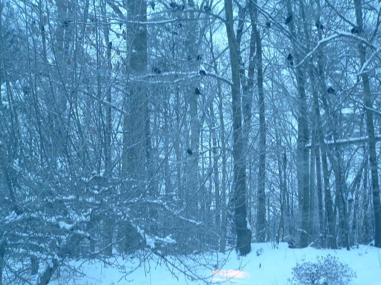 Crows in Trees. by EMB 1/27/04