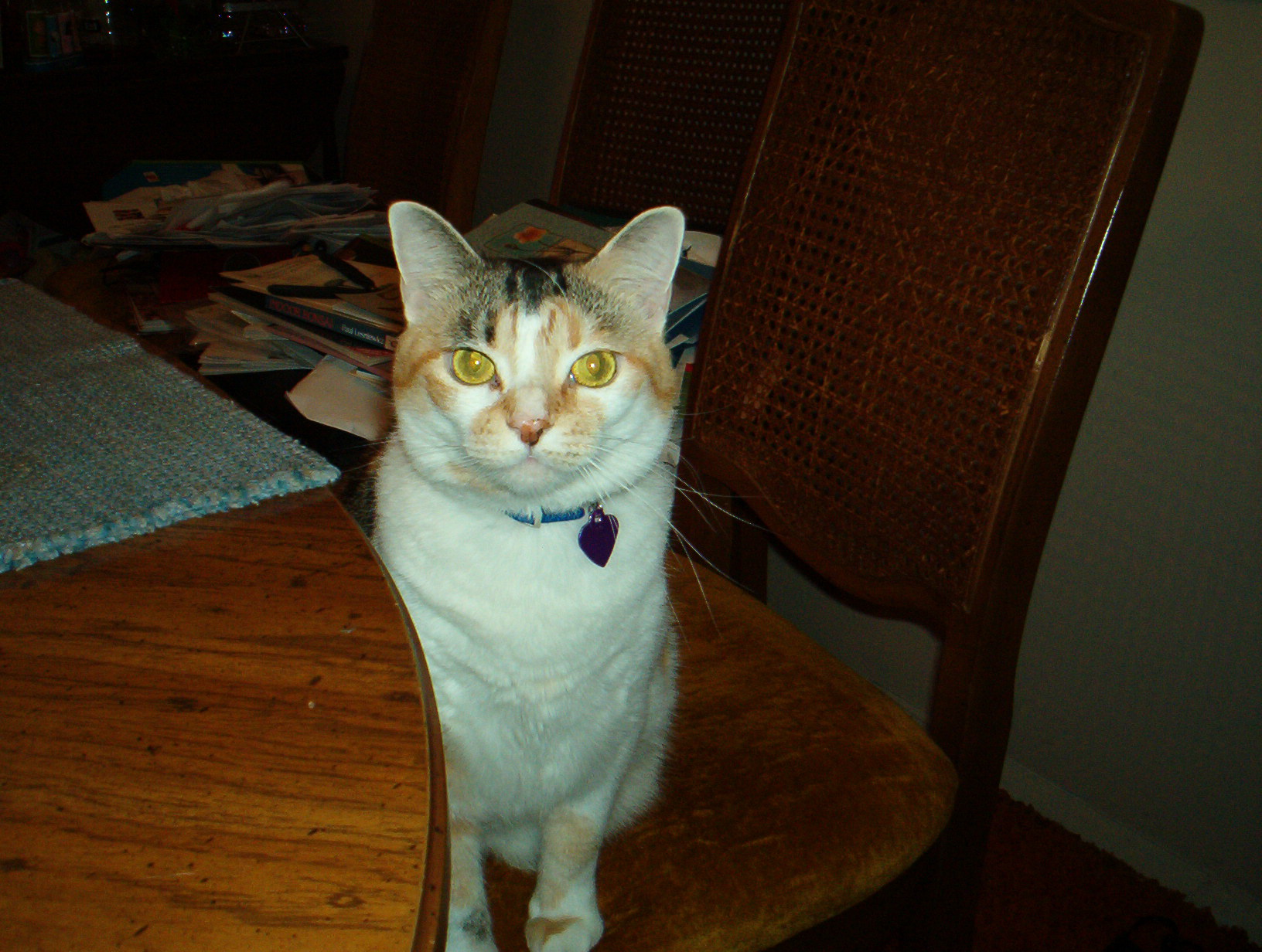 Callie by MDB 10/9/03
