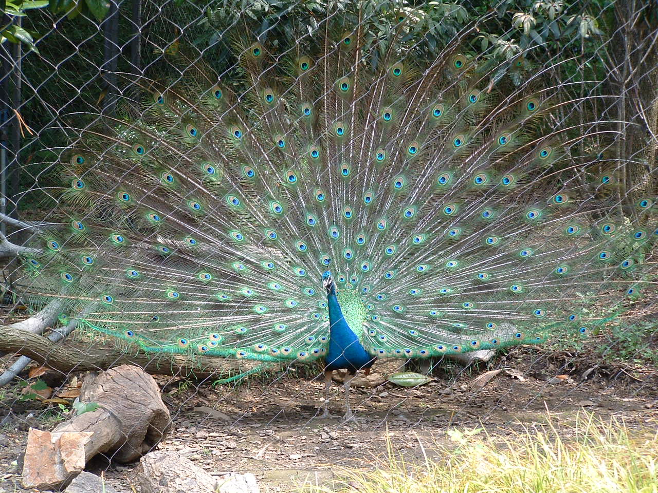 The Peacock, by emb 5/24/04
