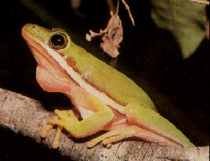Green_Treefrog