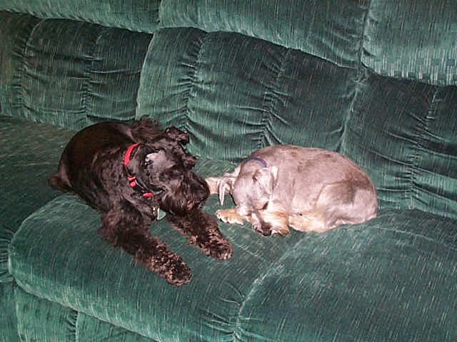 Angel and Midnight grown up.