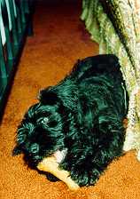Muffin at 3 months