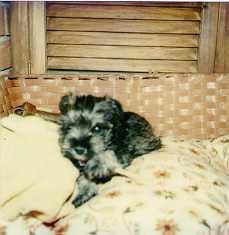 Silver at 6 weeks