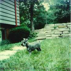 Silver outside our house at 3 months