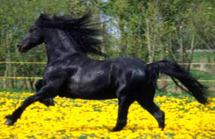 Friesian horses