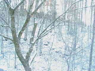 Snow4.jpg (12246 bytes)