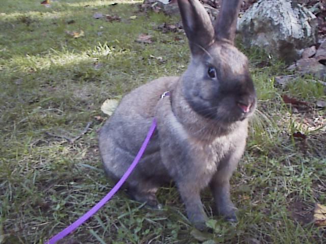 Lagomorfia's rabbits