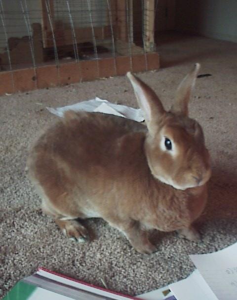 BeBe