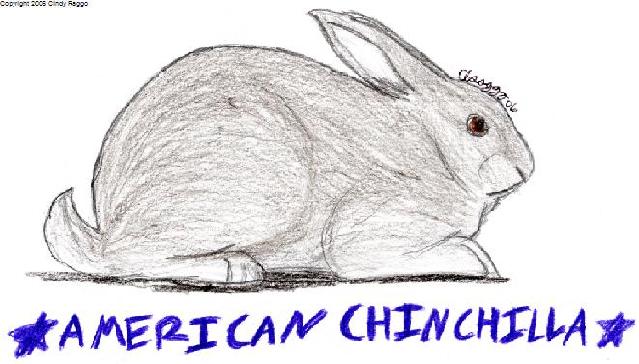 American Chinchilla