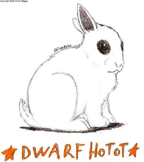 Dwarf Hotot