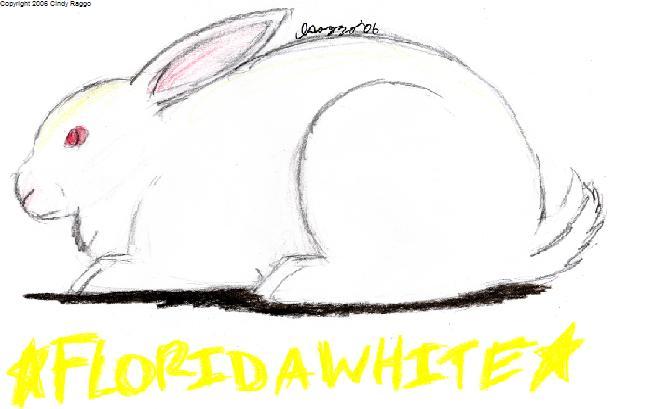 Florida White