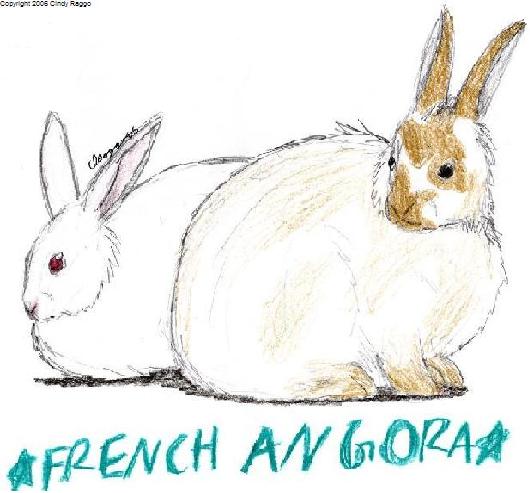 French Angora