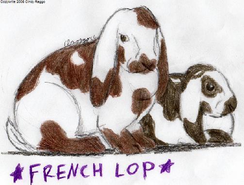 French Lop
