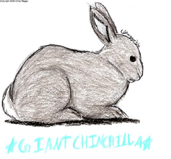 Giant Chinchilla