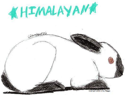 Himalayan