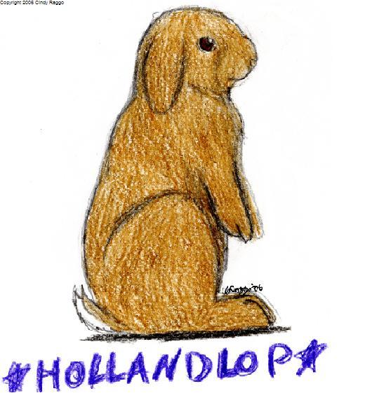 Holland Lop