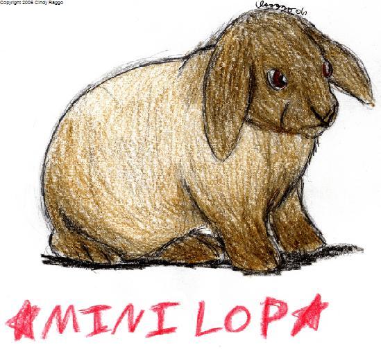 Mini Lop