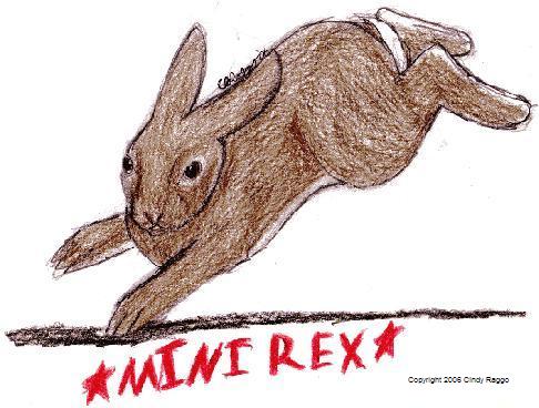 Mini Rex