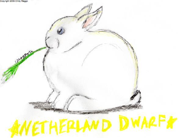Netherland Dwarf