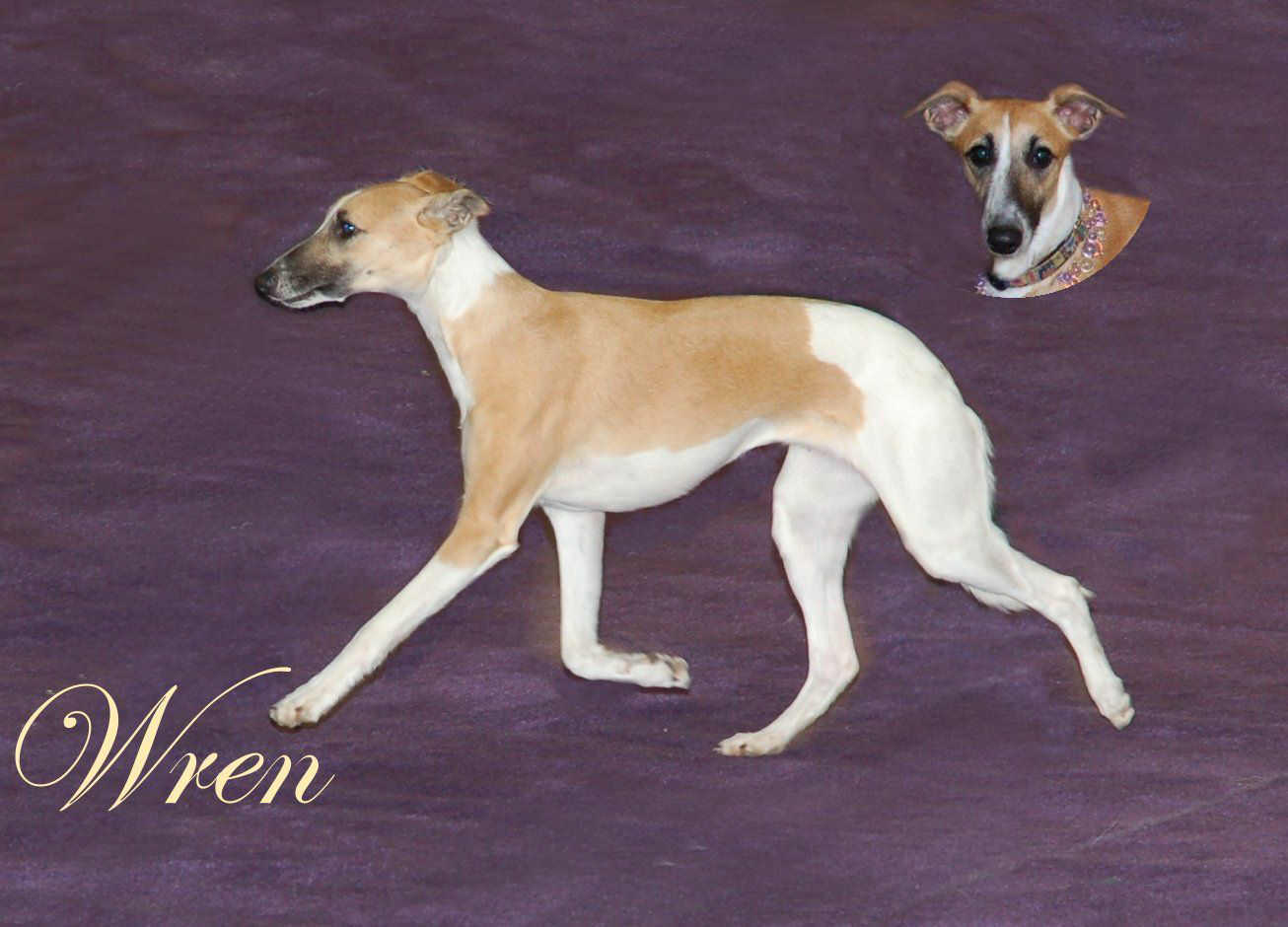 Lagos Longhaired Whippets